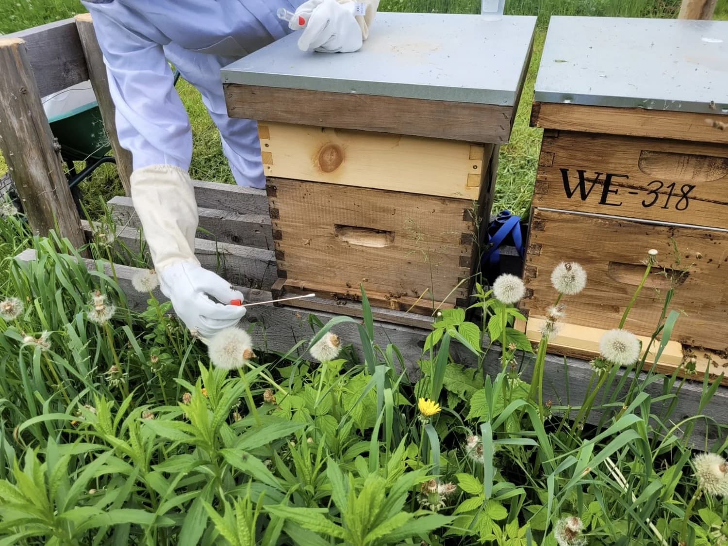 A gloved beekeeper collecting a swab sample at the entrance of a wooden hive
