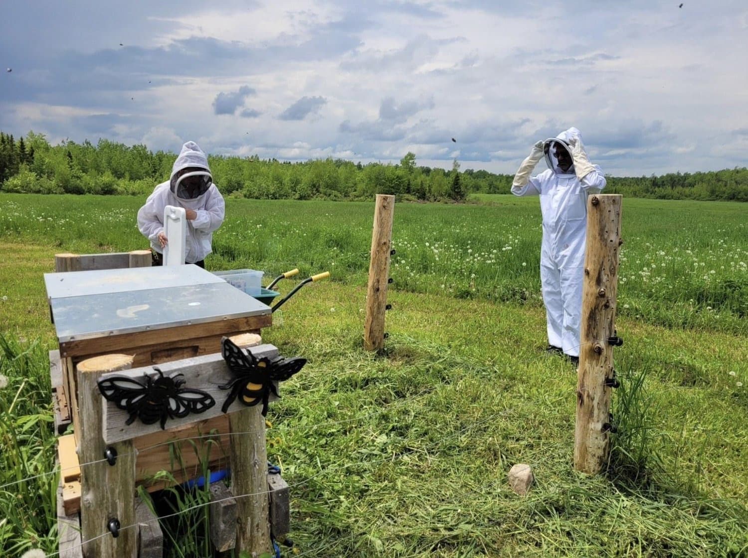 Two beekeepers in protective suits working at hives in a green field